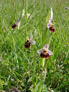 Ophrys fuciflora (Orchidaceae)  - Ophrys bourdon, Ophrys frelon - Late Spider-orchid Aisne [France] 15/05/2004 - 190m