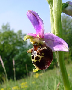 Ophrys fuciflora (Orchidaceae)  - Ophrys bourdon, Ophrys frelon - Late Spider-orchid Aisne [France] 15/05/2004 - 190m