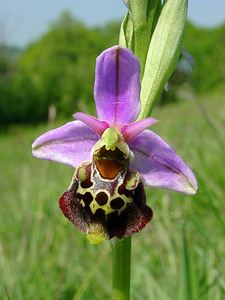 Ophrys fuciflora (Orchidaceae)  - Ophrys bourdon, Ophrys frelon - Late Spider-orchid Aisne [France] 15/05/2004 - 190m