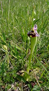 Ophrys fuciflora (Orchidaceae)  - Ophrys bourdon, Ophrys frelon - Late Spider-orchid Aisne [France] 15/05/2004 - 190m