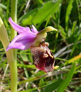 Ophrys fuciflora (Orchidaceae)  - Ophrys bourdon, Ophrys frelon - Late Spider-orchid Aisne [France] 15/05/2004 - 190m