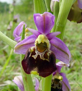 Ophrys fuciflora (Orchidaceae)  - Ophrys bourdon, Ophrys frelon - Late Spider-orchid Aisne [France] 15/05/2004 - 120m