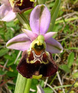 Ophrys fuciflora (Orchidaceae)  - Ophrys bourdon, Ophrys frelon - Late Spider-orchid Aisne [France] 15/05/2004 - 120m