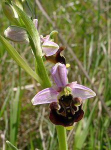 Ophrys fuciflora (Orchidaceae)  - Ophrys bourdon, Ophrys frelon - Late Spider-orchid Aisne [France] 16/05/2004 - 130m