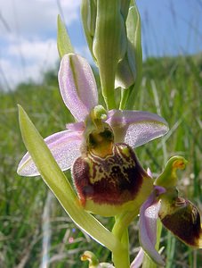 Ophrys fuciflora (Orchidaceae)  - Ophrys bourdon, Ophrys frelon - Late Spider-orchid Aisne [France] 16/05/2004 - 130m