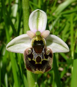 Ophrys fuciflora (Orchidaceae)  - Ophrys bourdon, Ophrys frelon - Late Spider-orchid Aisne [France] 16/05/2004 - 150m