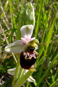 Ophrys fuciflora (Orchidaceae)  - Ophrys bourdon, Ophrys frelon - Late Spider-orchid Aisne [France] 29/05/2004 - 120m