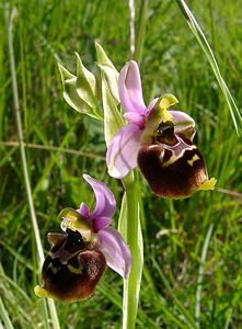 Ophrys fuciflora (Orchidaceae)  - Ophrys bourdon, Ophrys frelon - Late Spider-orchid Aisne [France] 29/05/2004 - 120m