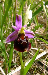 Ophrys fuciflora (Orchidaceae)  - Ophrys bourdon, Ophrys frelon - Late Spider-orchid Aisne [France] 29/05/2004 - 120m