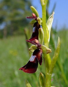 Ophrys insectifera (Orchidaceae)  - Ophrys mouche - Fly Orchid Aisne [France] 15/05/2004 - 190m