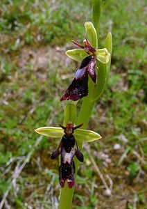 Ophrys insectifera (Orchidaceae)  - Ophrys mouche - Fly Orchid Aisne [France] 15/05/2004 - 140m