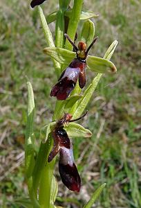 Ophrys insectifera (Orchidaceae)  - Ophrys mouche - Fly Orchid Aisne [France] 15/05/2004 - 120m