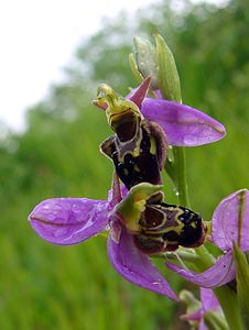 Ophrys x albertiana (Orchidaceae)  - Ophrys d'AlbertOphrys apifera x Ophrys fuciflora. Aisne [France] 30/05/2004 - 140m