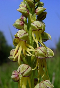 Orchis anthropophora (Orchidaceae)  - Acéras homme-pendu - Man Orchid Aisne [France] 15/05/2004 - 190m