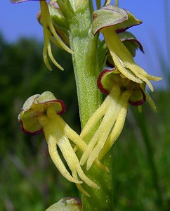 Orchis anthropophora (Orchidaceae)  - Acéras homme-pendu - Man Orchid Aisne [France] 15/05/2004 - 190m