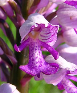 Orchis militaris (Orchidaceae)  - Orchis militaire, Casque militaire, Orchis casqué - Military Orchid Aisne [France] 15/05/2004 - 190m