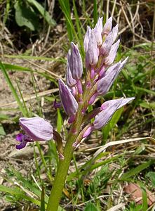 Orchis militaris (Orchidaceae)  - Orchis militaire, Casque militaire, Orchis casqué - Military Orchid Aisne [France] 15/05/2004 - 170m