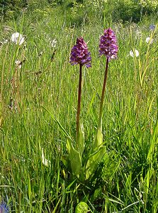 Orchis purpurea (Orchidaceae)  - Orchis pourpre, Grivollée, Orchis casque, Orchis brun - Lady Orchid Aisne [France] 15/05/2004 - 190m