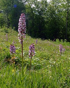 Orchis purpurea (Orchidaceae)  - Orchis pourpre, Grivollée, Orchis casque, Orchis brun - Lady Orchid Aisne [France] 15/05/2004 - 190m