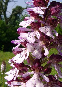 Orchis purpurea (Orchidaceae)  - Orchis pourpre, Grivollée, Orchis casque, Orchis brun - Lady Orchid Aisne [France] 15/05/2004 - 190m