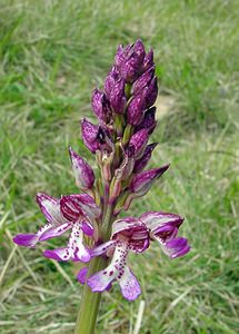 Orchis purpurea (Orchidaceae)  - Orchis pourpre, Grivollée, Orchis casque, Orchis brun - Lady Orchid Aisne [France] 15/05/2004 - 120m