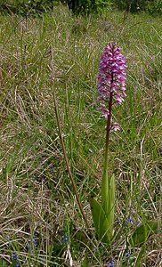 Orchis purpurea (Orchidaceae)  - Orchis pourpre, Grivollée, Orchis casque, Orchis brun - Lady Orchid Aisne [France] 15/05/2004 - 120m