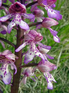 Orchis purpurea (Orchidaceae)  - Orchis pourpre, Grivollée, Orchis casque, Orchis brun - Lady Orchid Aisne [France] 15/05/2004 - 120m