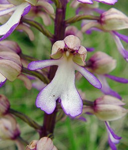 Orchis purpurea (Orchidaceae)  - Orchis pourpre, Grivollée, Orchis casque, Orchis brun - Lady Orchid Aisne [France] 15/05/2004 - 120m