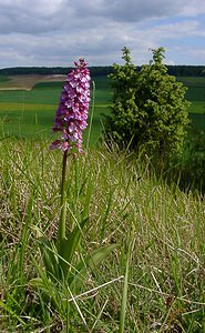 Orchis purpurea (Orchidaceae)  - Orchis pourpre, Grivollée, Orchis casque, Orchis brun - Lady Orchid Seine-Maritime [France] 22/05/2004 - 110m