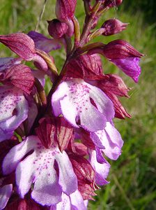 Orchis purpurea (Orchidaceae)  - Orchis pourpre, Grivollée, Orchis casque, Orchis brun - Lady Orchid Seine-Maritime [France] 22/05/2004 - 110m