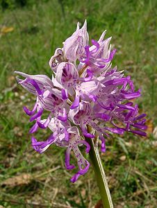 Orchis simia (Orchidaceae)  - Orchis singe - Monkey Orchid Aisne [France] 15/05/2004 - 120m