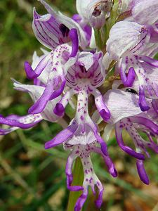 Orchis simia (Orchidaceae)  - Orchis singe - Monkey Orchid Aisne [France] 15/05/2004 - 120m