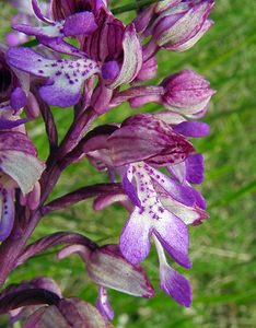 Orchis x hybrida (Orchidaceae)  - Orchis hybrideOrchis militaris x Orchis purpurea. Aisne [France] 15/05/2004 - 140m