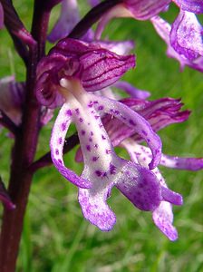 Orchis x hybrida (Orchidaceae)  - Orchis hybrideOrchis militaris x Orchis purpurea. Aisne [France] 15/05/2004 - 140m