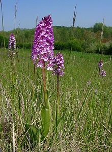 Orchis x hybrida (Orchidaceae)  - Orchis hybrideOrchis militaris x Orchis purpurea. Aisne [France] 16/05/2004 - 90m