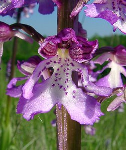 Orchis x hybrida (Orchidaceae)  - Orchis hybrideOrchis militaris x Orchis purpurea. Aisne [France] 16/05/2004 - 90m