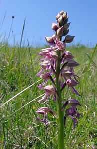 Orchis x spuria (Orchidaceae)  - Orchis bâtardOrchis anthropophora x Orchis militaris. Aisne [France] 16/05/2004 - 90m