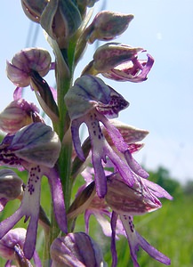 Orchis x spuria (Orchidaceae)  - Orchis bâtardOrchis anthropophora x Orchis militaris. Aisne [France] 16/05/2004 - 90m