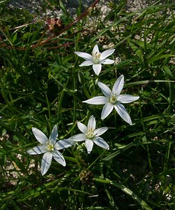 Ornithogalum umbellatum (Asparagaceae)  - Ornithogale en ombelle, Dame-d'onze-heures - Garden Star-of-Bethlehem Aisne [France] 16/05/2004 - 120m