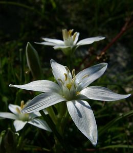 Ornithogalum umbellatum (Asparagaceae)  - Ornithogale en ombelle, Dame-d'onze-heures - Garden Star-of-Bethlehem Aisne [France] 16/05/2004 - 120m