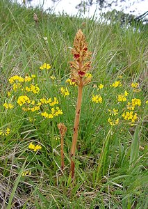 Orobanche gracilis (Orobanchaceae)  - Orobanche grêle, Orobanche à odeur de girofle, Orobanche sanglante Seine-Maritime [France] 22/05/2004 - 90m