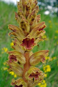 Orobanche gracilis (Orobanchaceae)  - Orobanche grêle, Orobanche à odeur de girofle, Orobanche sanglante Seine-Maritime [France] 22/05/2004 - 90m