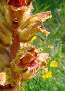 Orobanche gracilis (Orobanchaceae)  - Orobanche grêle, Orobanche à odeur de girofle, Orobanche sanglante Seine-Maritime [France] 22/05/2004 - 90m