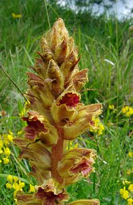 Orobanche gracilis (Orobanchaceae)  - Orobanche grêle, Orobanche à odeur de girofle, Orobanche sanglante Seine-Maritime [France] 22/05/2004 - 90m