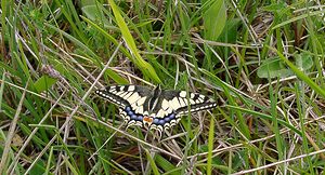 Papilio machaon (Papilionidae)  - Machaon, Grand Porte-Queue Seine-Maritime [France] 22/05/2004 - 90m
