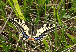 Papilio machaon (Papilionidae)  - Machaon, Grand Porte-Queue Seine-Maritime [France] 22/05/2004 - 90m