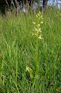 Platanthera chlorantha (Orchidaceae)  - Platanthère à fleurs verdâtres, Orchis vert, Orchis verdâtre, Plalatanthère des montagnes, Platanthère verdâtre - Greater Butterfly-orchid Aisne [France] 15/05/2004 - 190m