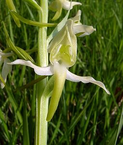 Platanthera chlorantha (Orchidaceae)  - Platanthère à fleurs verdâtres, Orchis vert, Orchis verdâtre, Plalatanthère des montagnes, Platanthère verdâtre - Greater Butterfly-orchid Aisne [France] 15/05/2004 - 190m