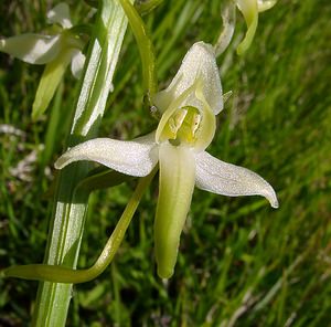 Platanthera x hybrida (Orchidaceae)  - Platanthère hybridePlatanthera bifolia x Platanthera chlorantha. Aisne [France] 29/05/2004 - 120m