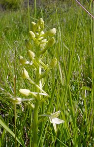 Platanthera x hybrida (Orchidaceae)  - Platanthère hybridePlatanthera bifolia x Platanthera chlorantha. Aisne [France] 29/05/2004 - 120m